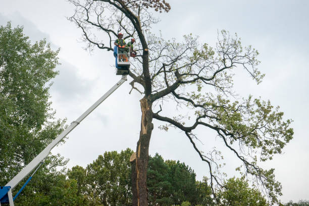 Best Emergency Storm Tree Removal  in North Crossett, AR